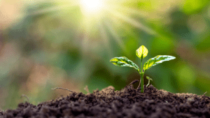 a plant sprouting from the soil in front of the sun