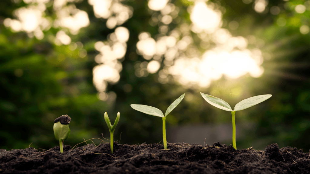 a plant sprouting from the soil in front of the sun