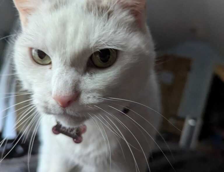 1us0jesstnqxlcwmhwtkmhzodc8ds007lzyf0gcjviq0